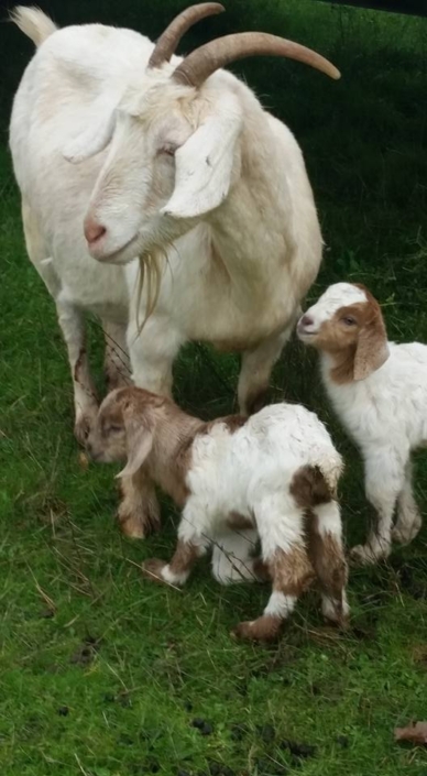 Boer Goats Douglas County