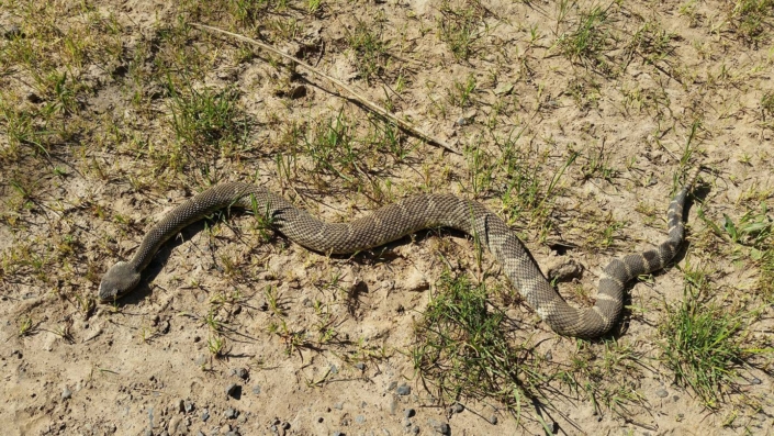 snake Farrier Service